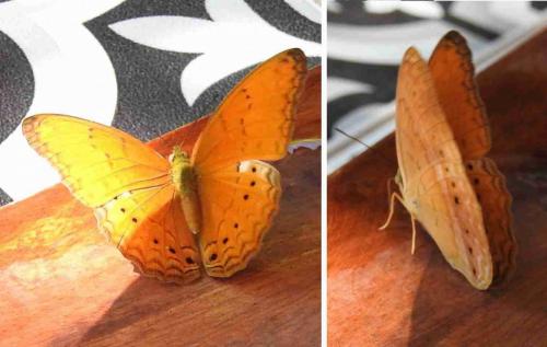 Cirrochroa tyche